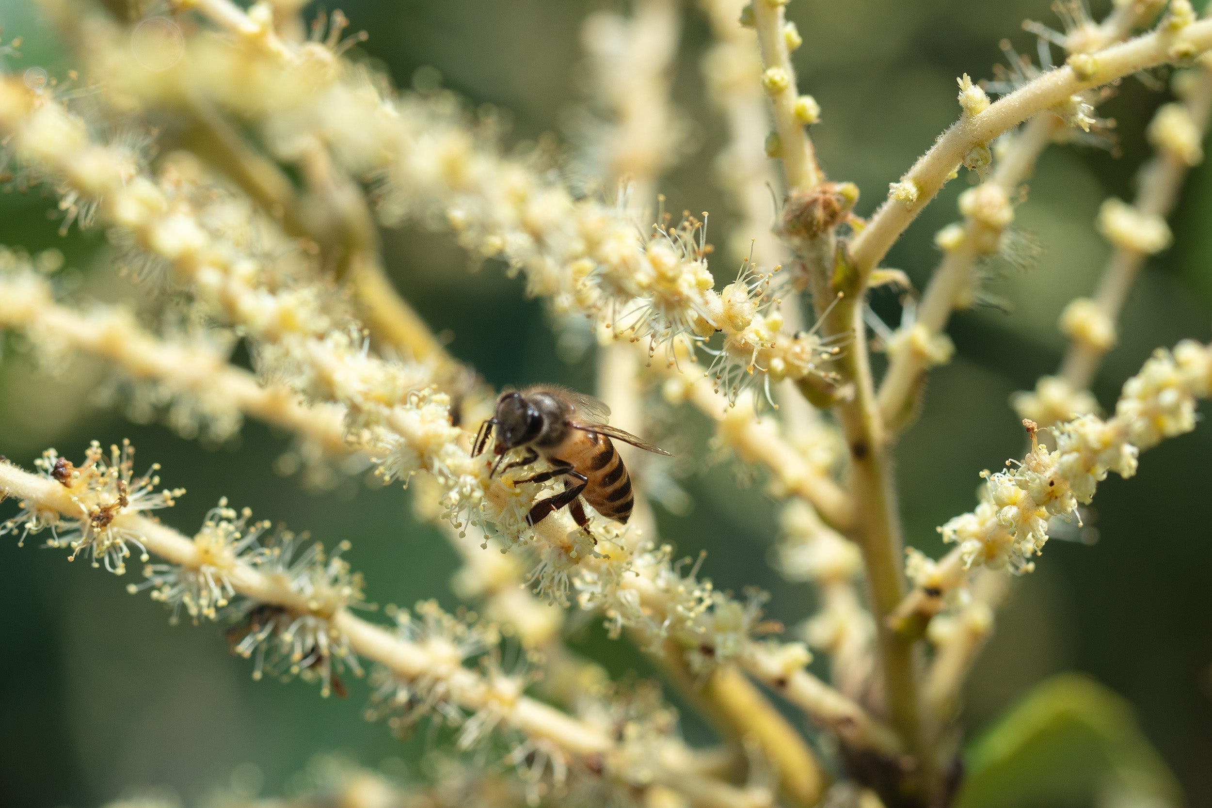 From Flower to Jar: The Complete Honey Making Process Explained