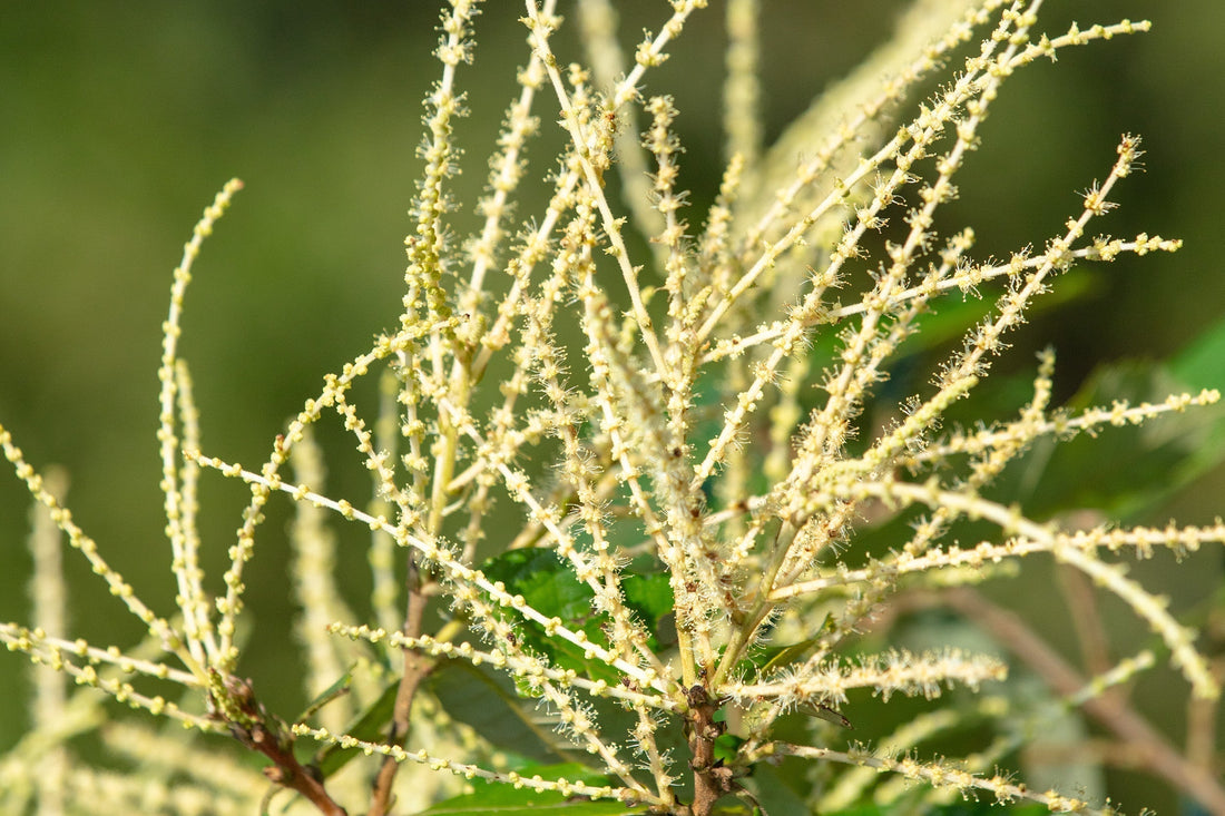 Chestnut Tree Flowers and Their Role in Himalayan Chestnut Honey