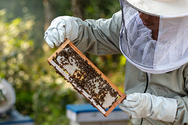 Life Cycle of Honey Bee: A Remarkable Journey Through Honey Production
