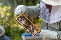Life Cycle of Honey Bee: The Remarkable Journey Behind Honey Production