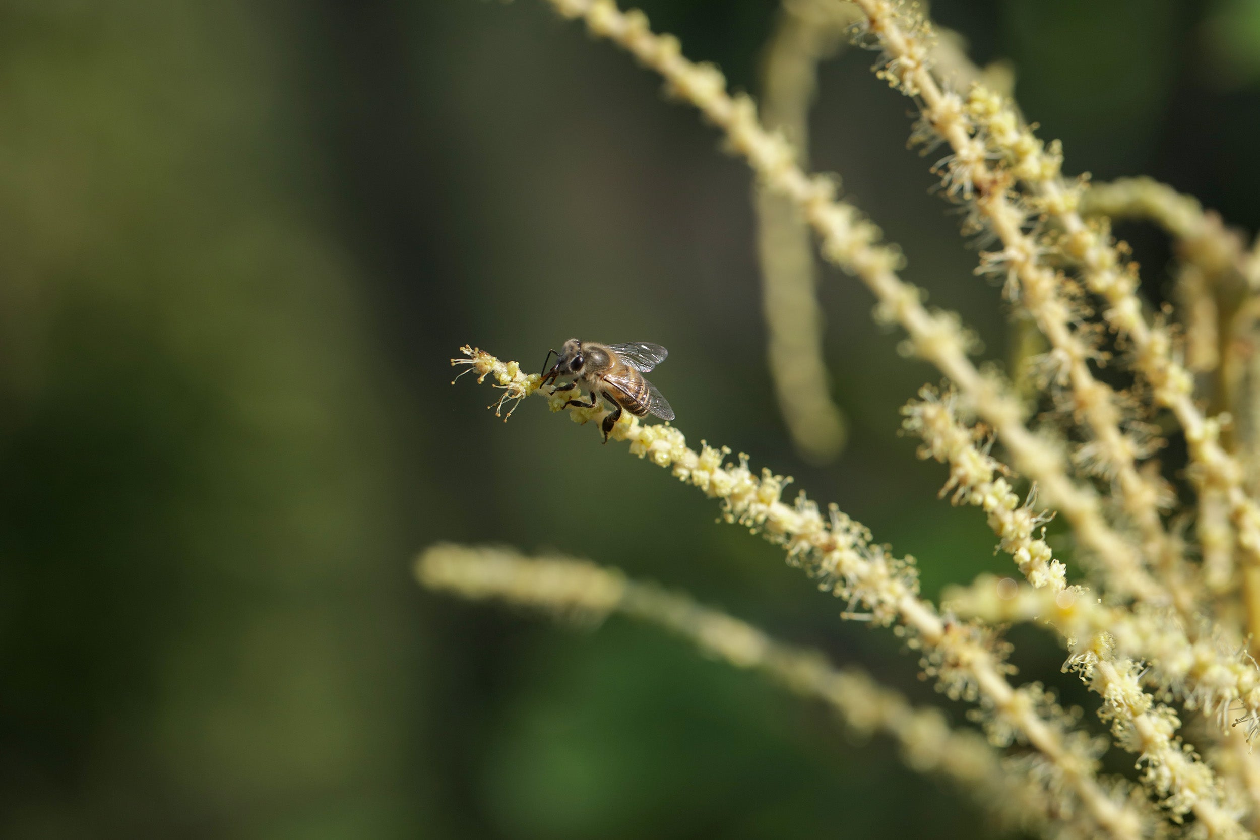 Life Cycle of Honey Bee: Complete Development Guide