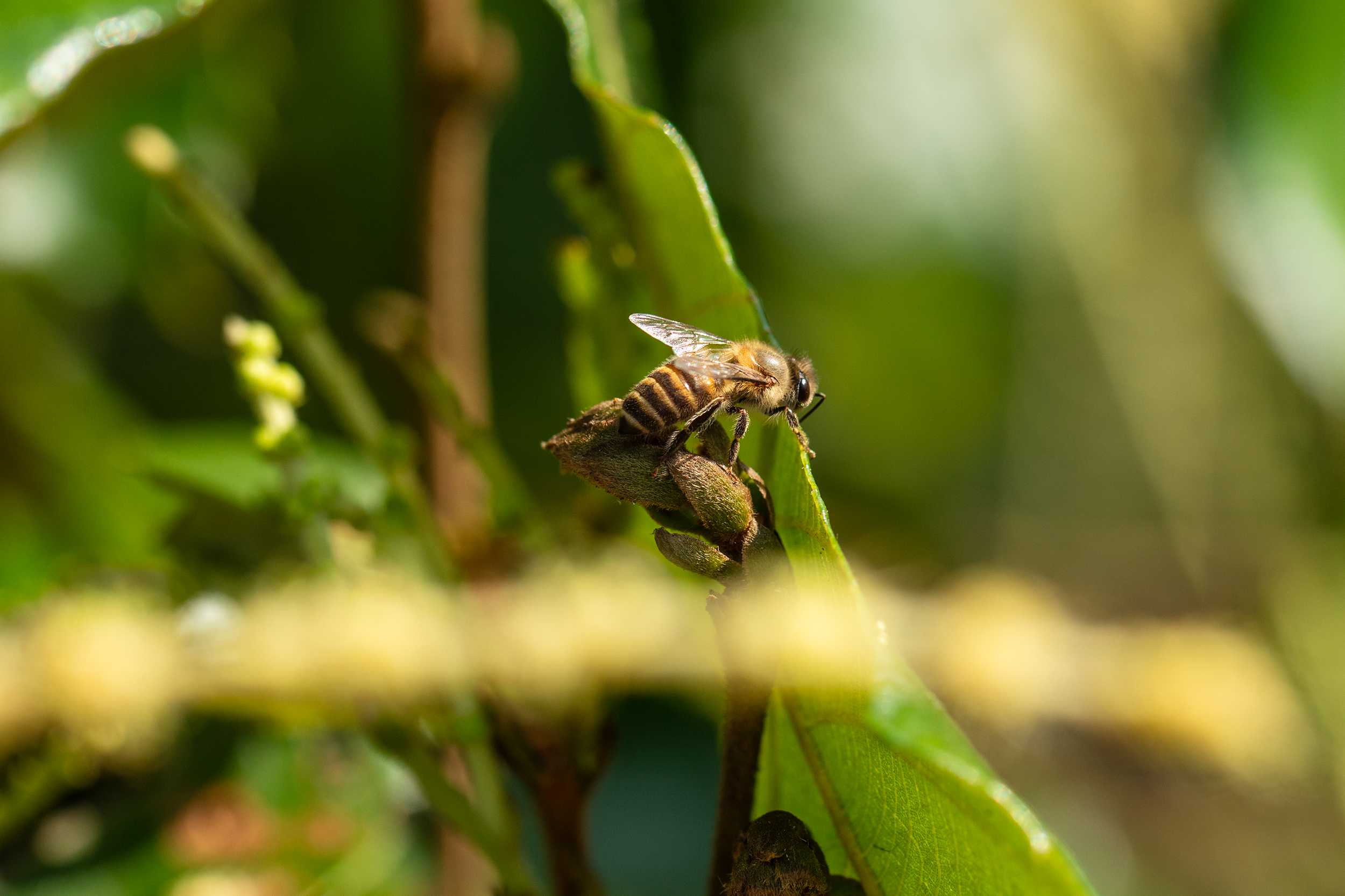 Are Honey Bees Endangered? The Global Decline