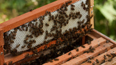 Beehives Flow Through Seasons: Himalayan Honey Production Cycles