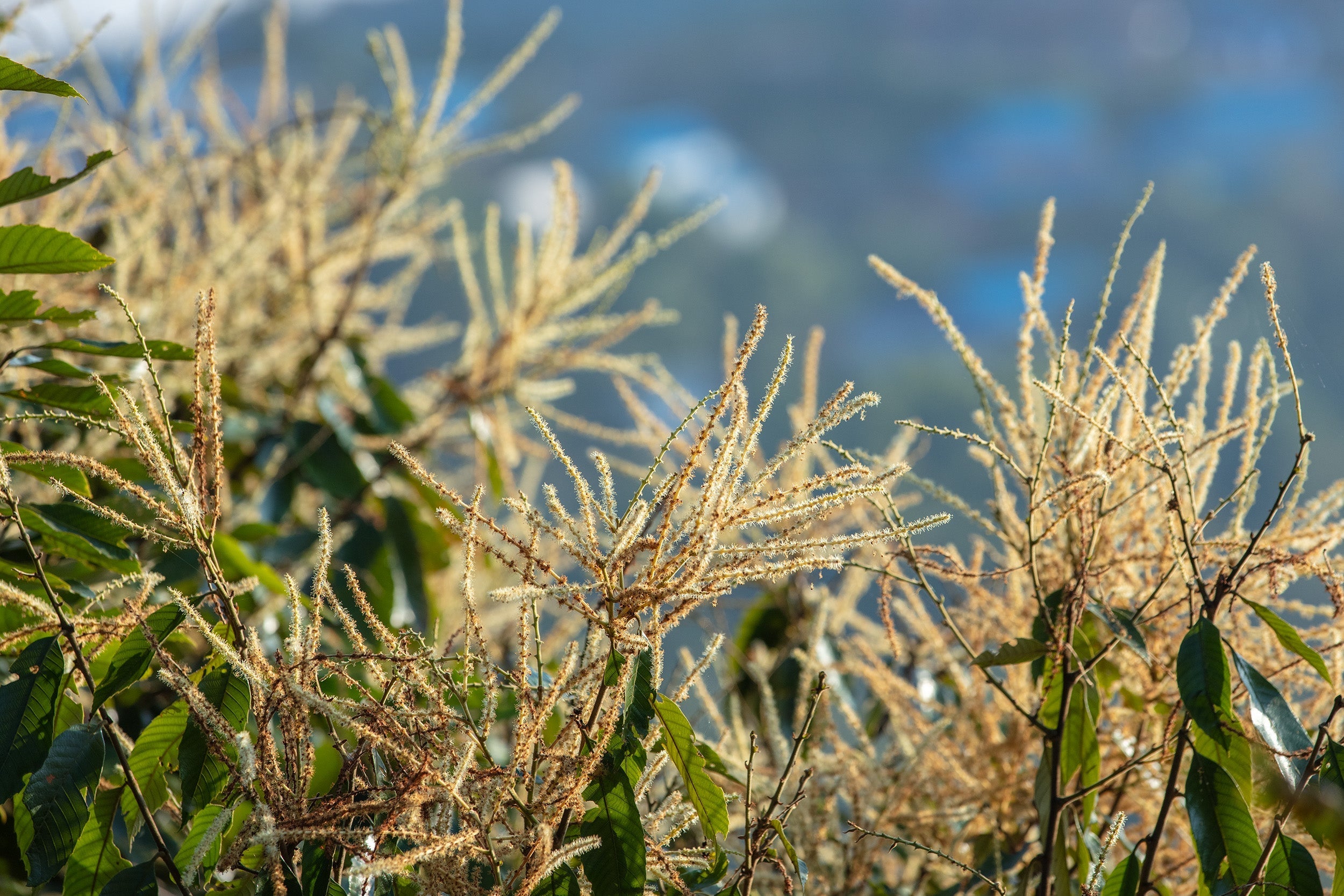 Bioactive Honey & Botanical Diversity: How Floral Sources Shape Honey