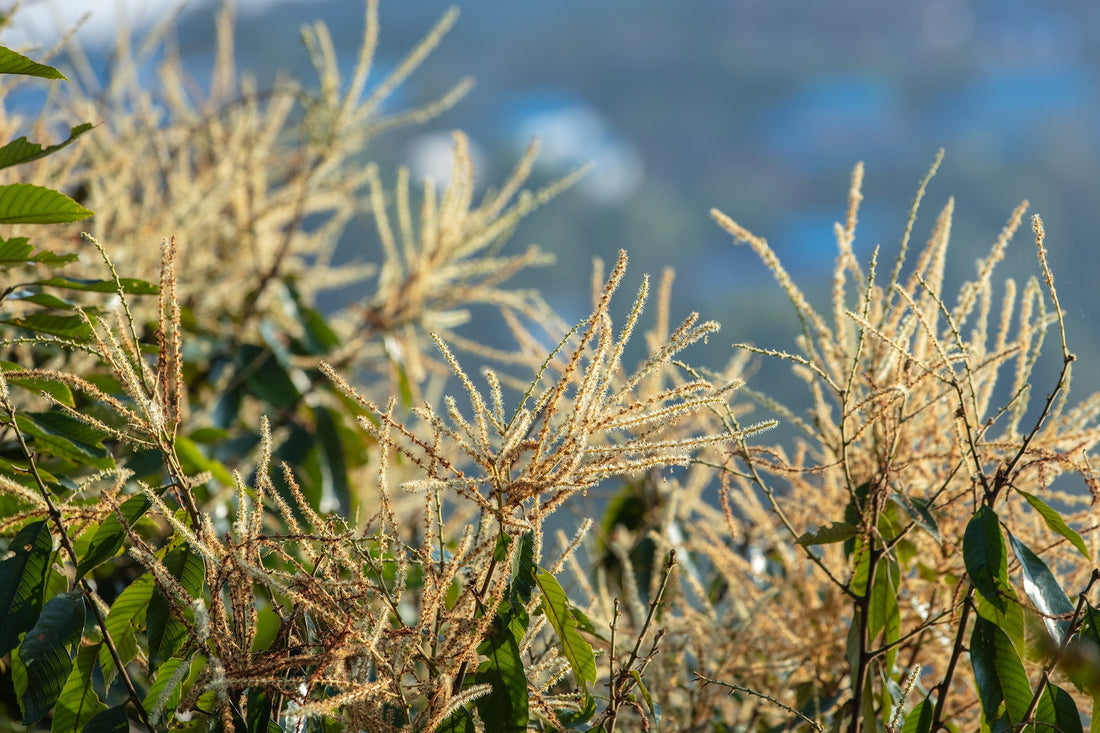 Bioactive Honey & Botanical Diversity: How Floral Sources Shape Honey