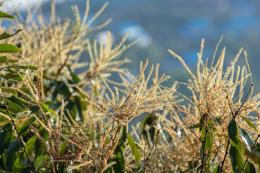 Bioactive Honey & Botanical Diversity: How Floral Sources Shape Honey