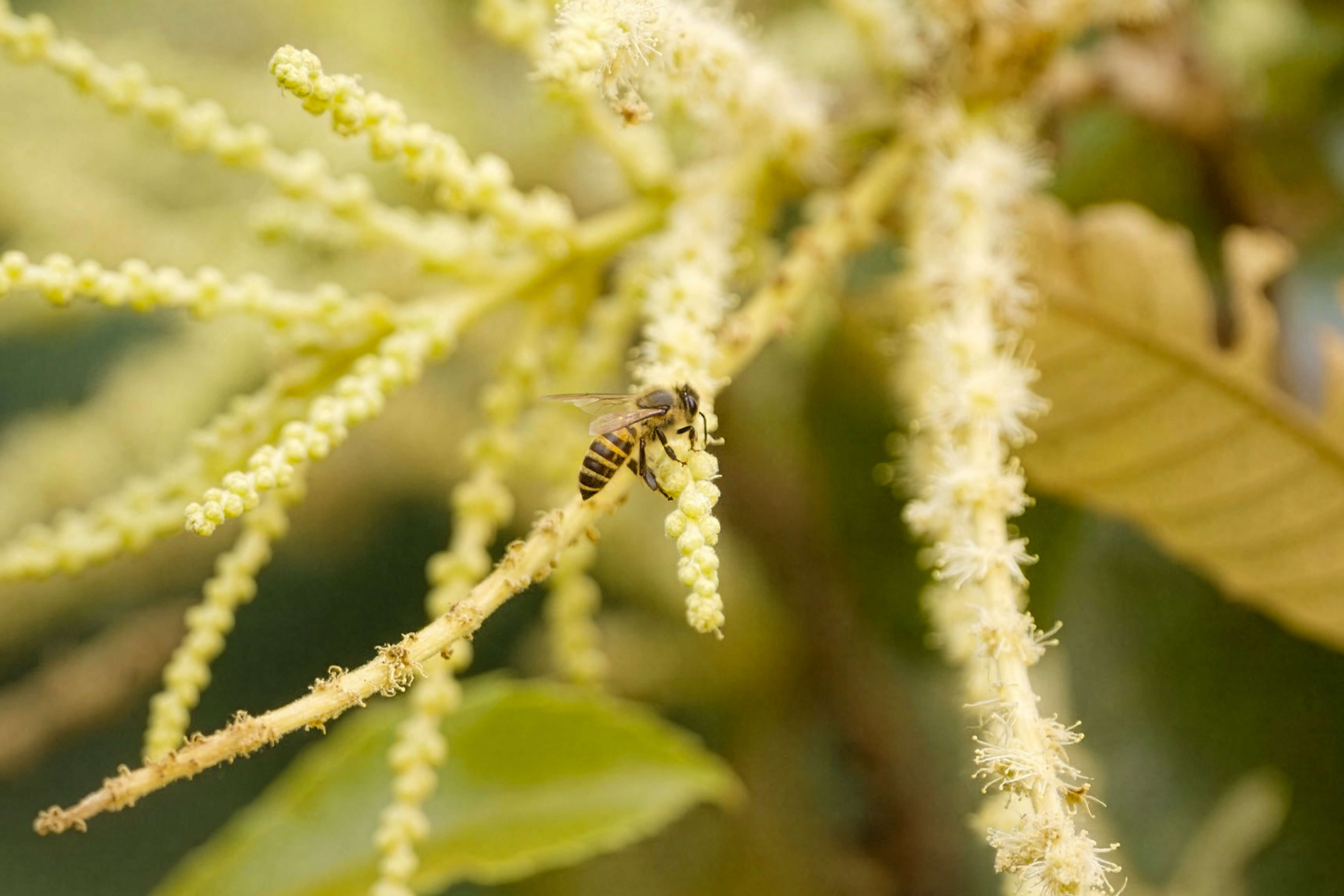 Honey for Diabetics: Premium Himalayan Honey and Blood Sugar Management