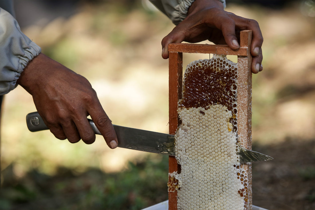 Chestnut Honey Buyer's Guide: What to Know