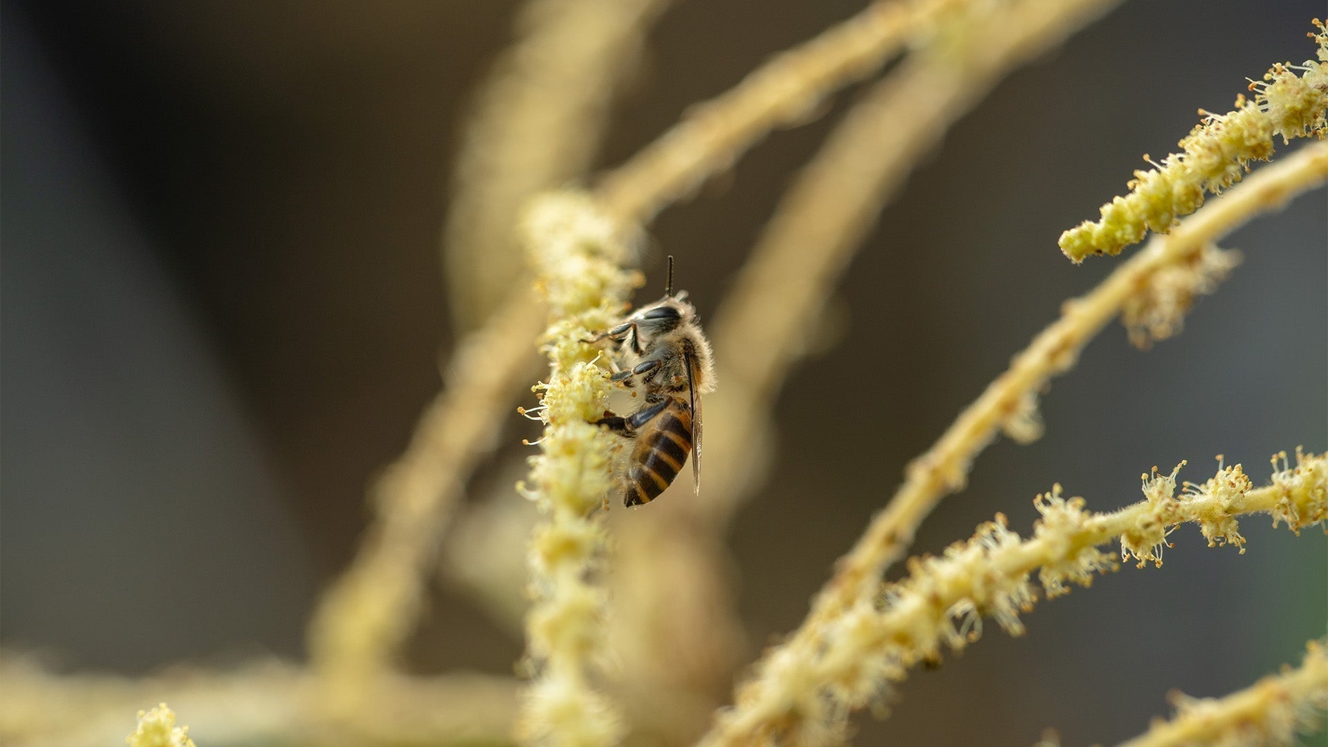 Chestnut Tree Flowers: Premium Source of Dark Honey