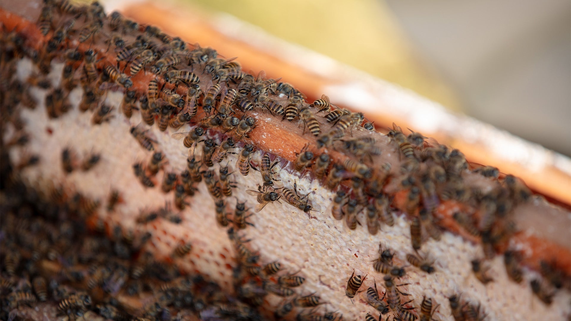 Apis cerana: Asia's Master Honey Producer & Native Bee Species