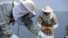 Beekeeping: Generations of Himalayan Honey Wisdom