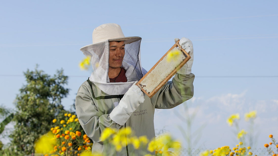 Gurung Tribe Beekeepers: Nepal's Ancient Himalayan Legacy