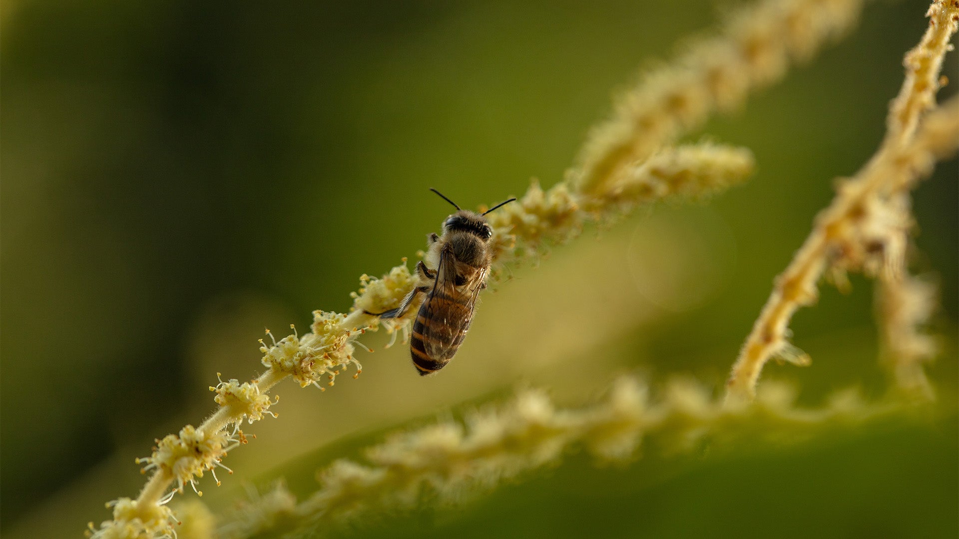 Honey Bees Guide: Species & Himalayan Giants Explained