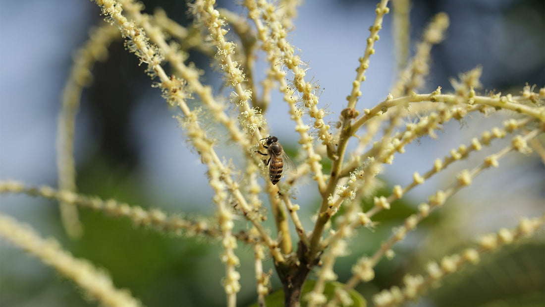 How Do Bees Make Honey? The Fascinating Journey From Flower to Hive