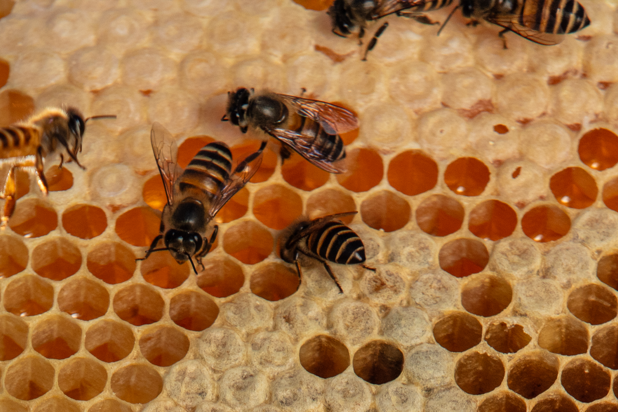 Do All Bees Make Honey? Pollinator Diversity