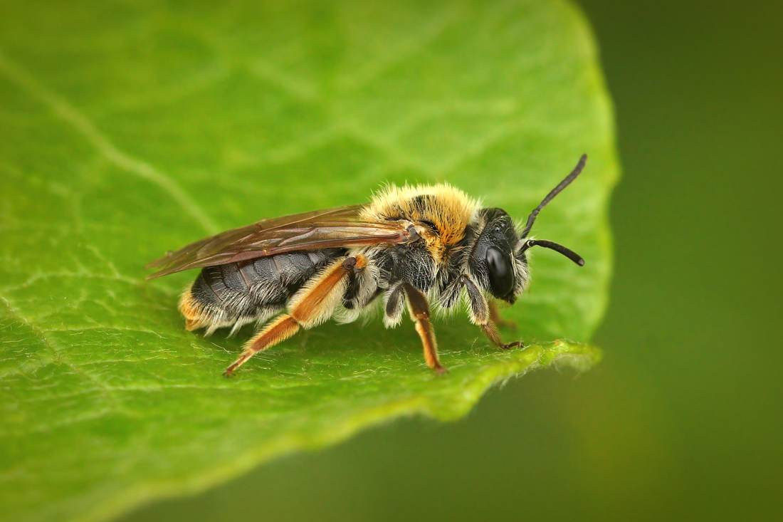 Do Wasps Make Honey? Pollinator Species Guide