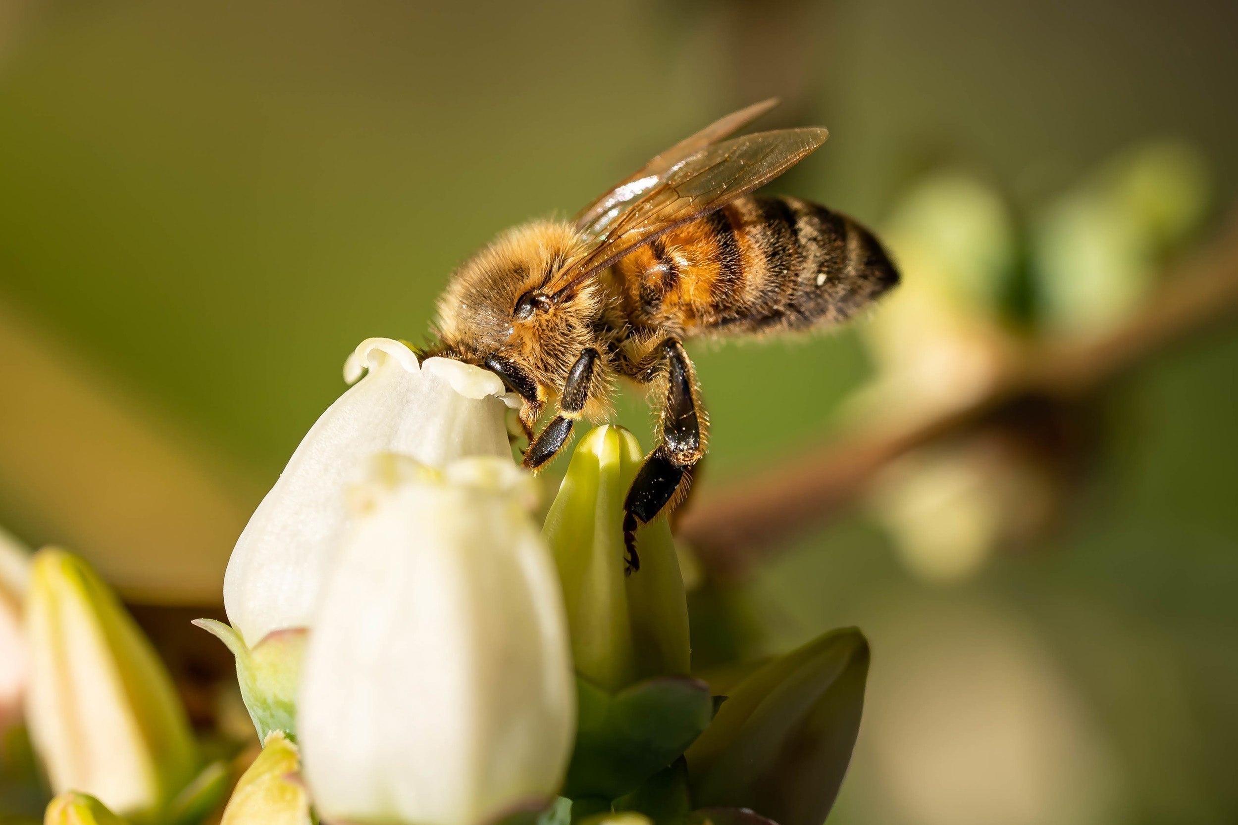 European Honey Bee in North America: A History