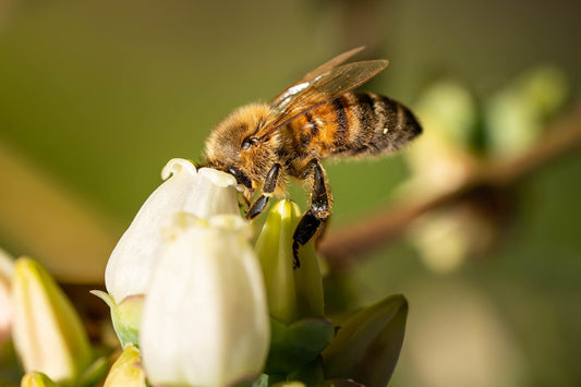 European Honey Bee in North America: A History