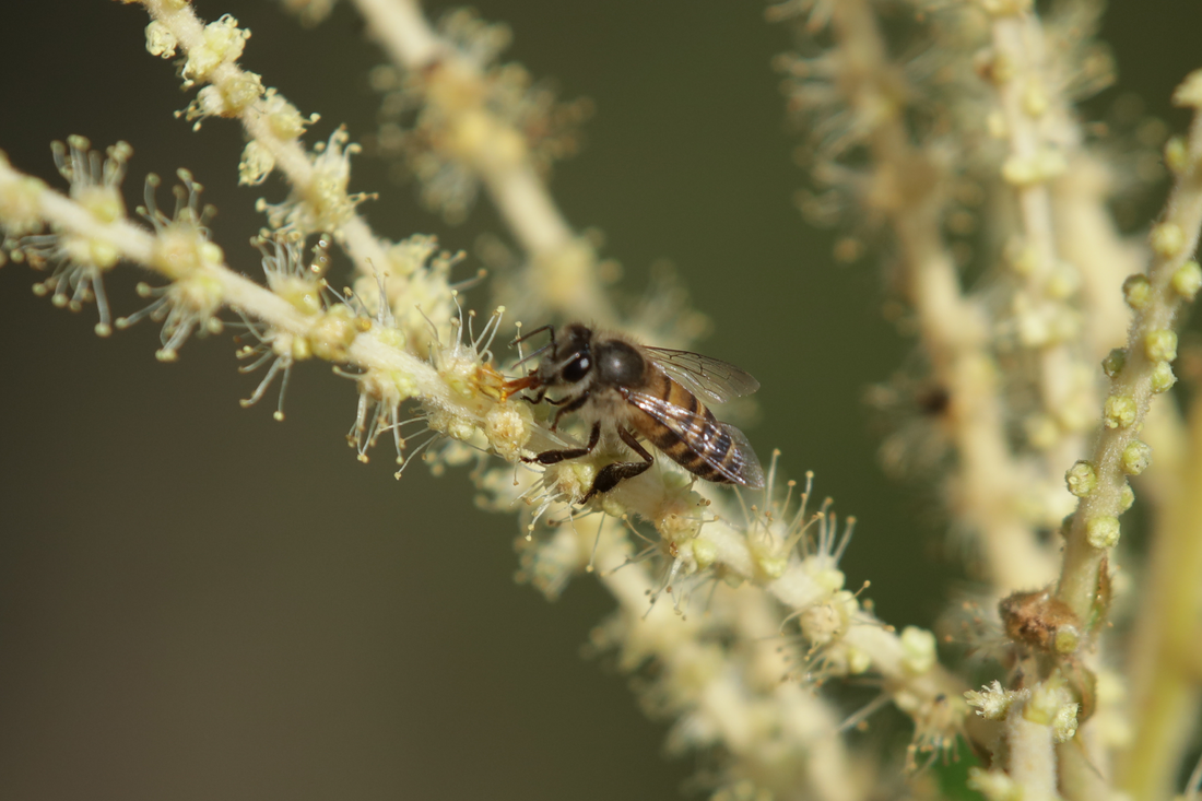 Fun Facts About Honey Bees: 10 Surprising Things You Didn't Know About Himalayan Bees