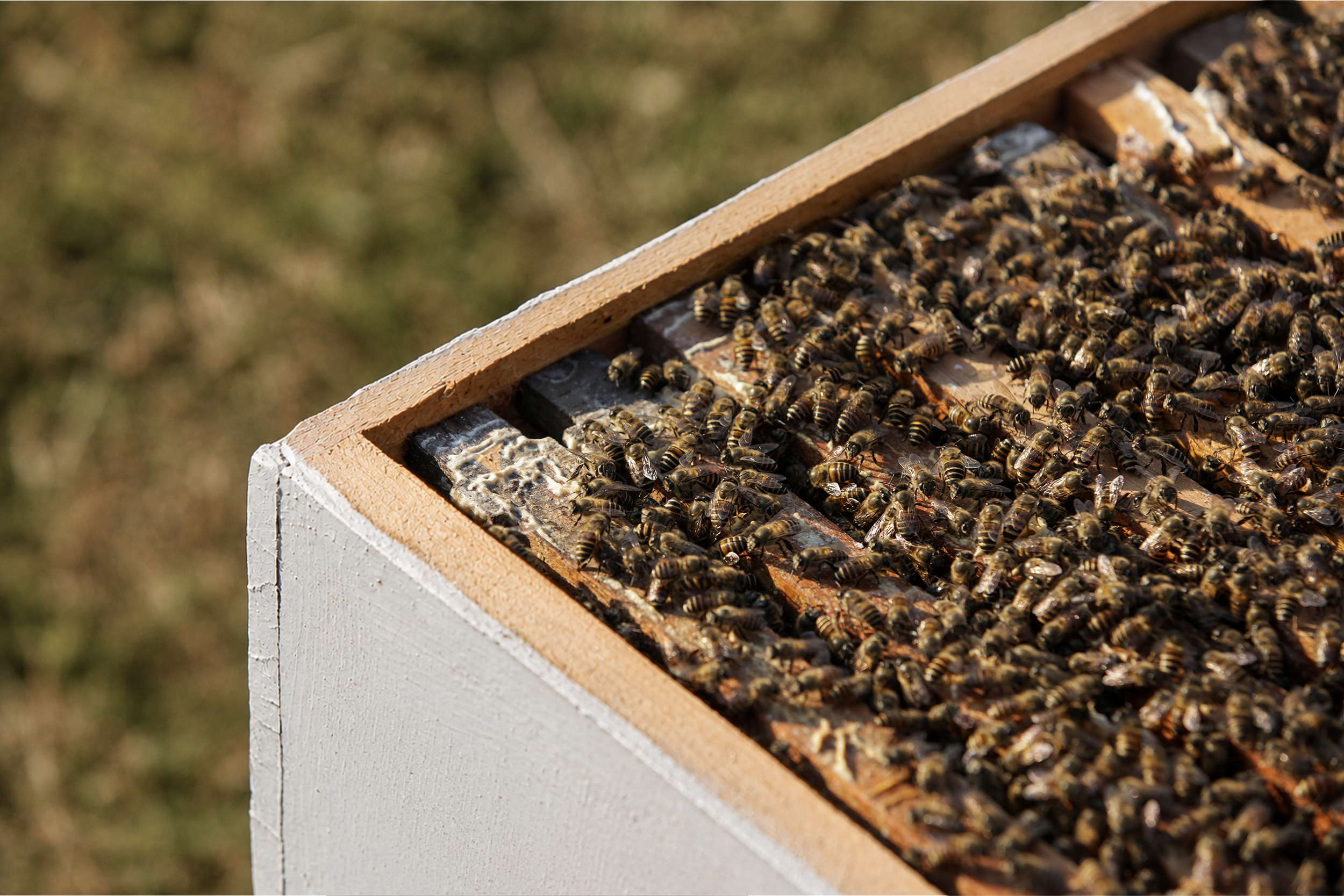 Giant Himalayan Honey Bee: Altitude Foraging