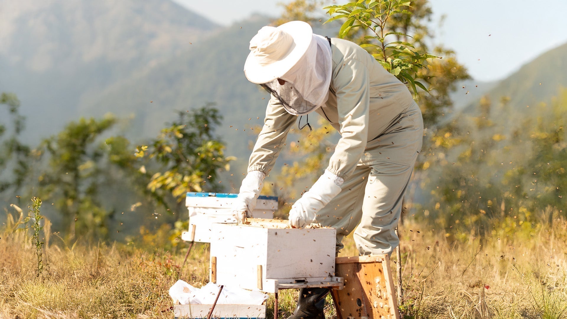 Himalayan Environment: How Nature Creates Premium Quality Honey
