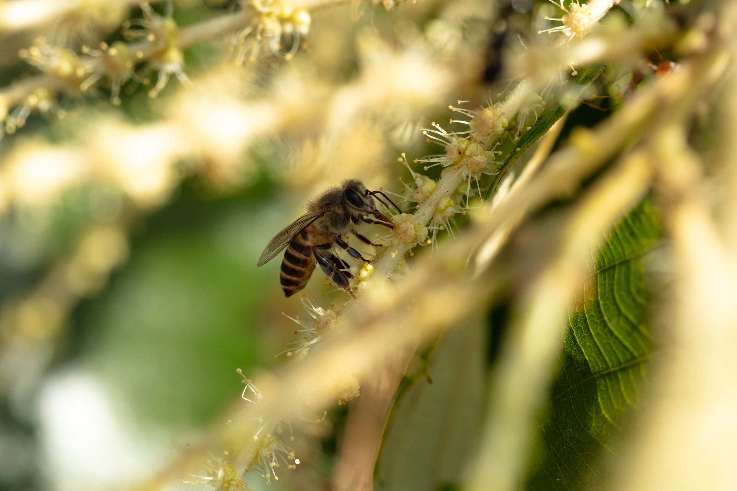 Himalayan Honey Bee: Conservation and Ecology