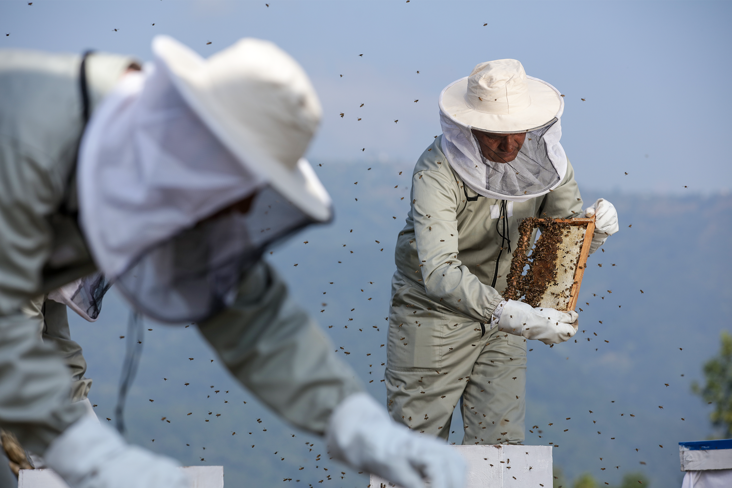 Himalayan Honey: Conservation and Uniqueness