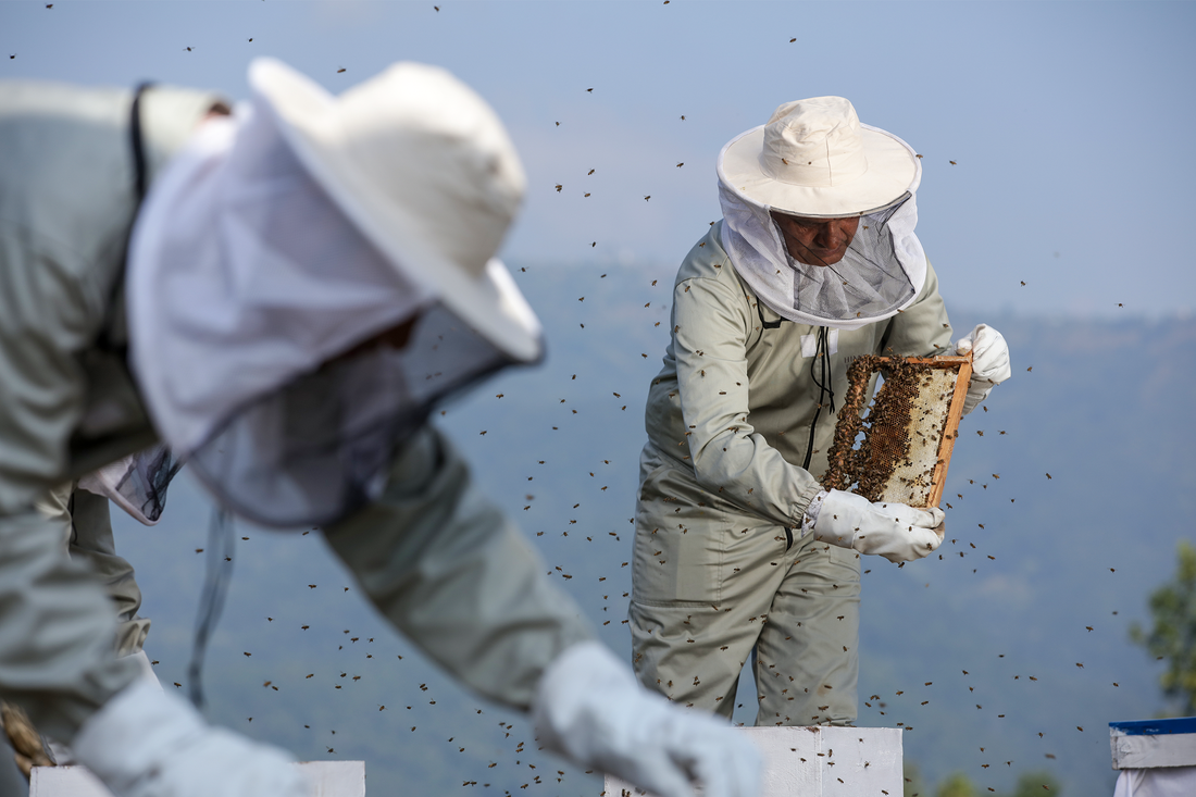 Himalayan Honey: Conservation and Uniqueness