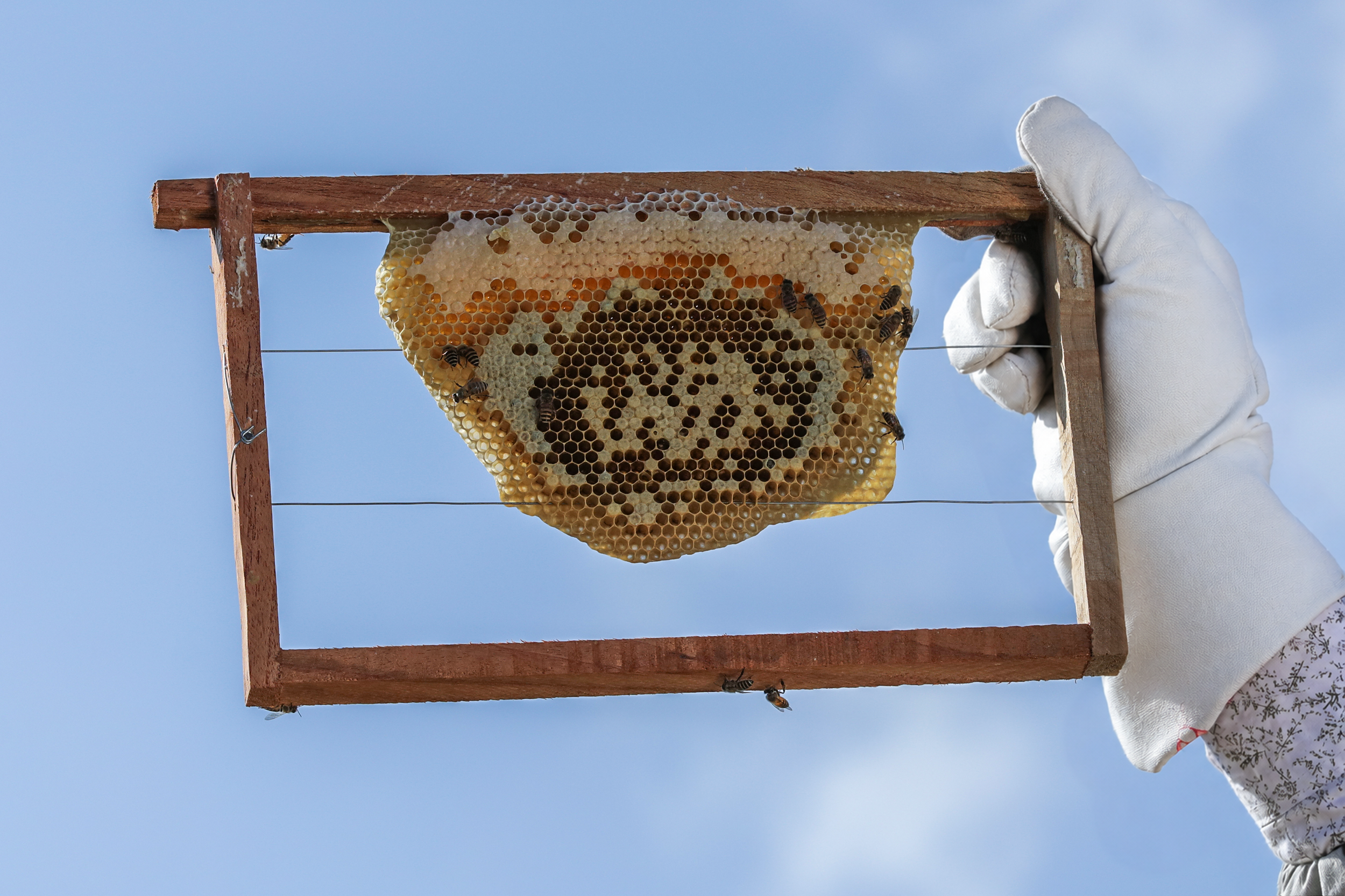 Himalayan Honey for Sale: Limited Annual Supply