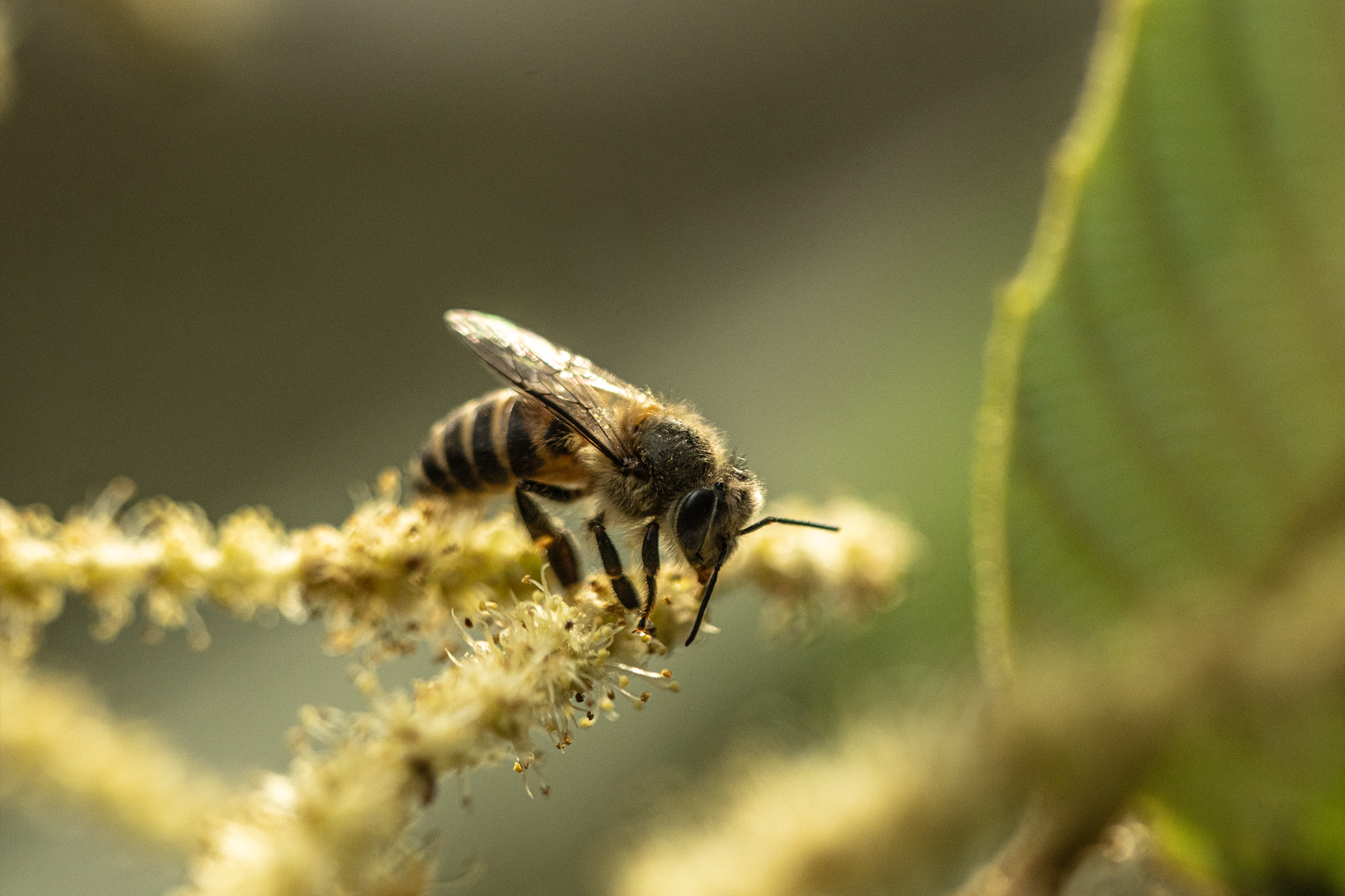 Honey Bee Queen: Biology and Role in Quality