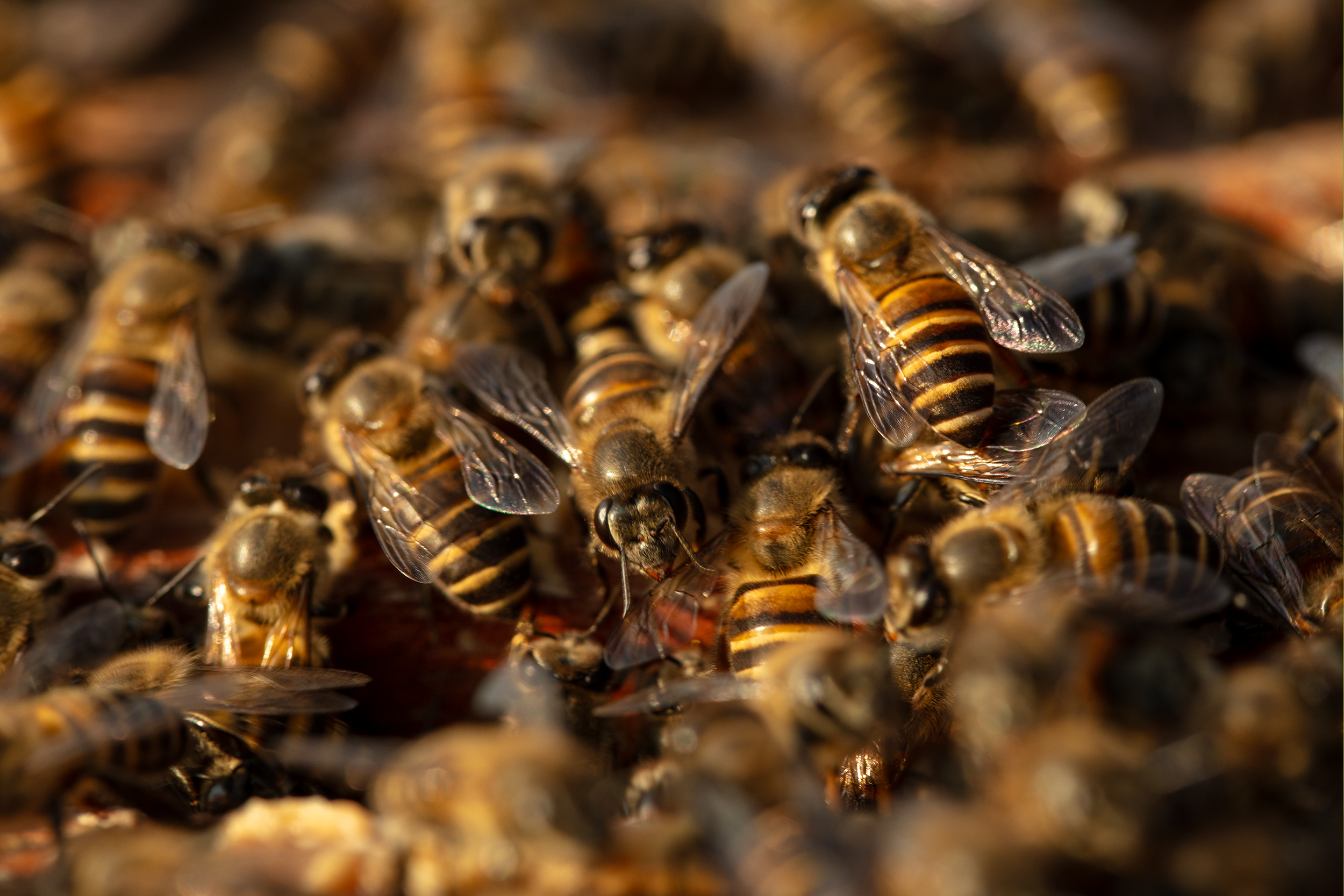 Honey Bee Swarm: How New Colonies Form