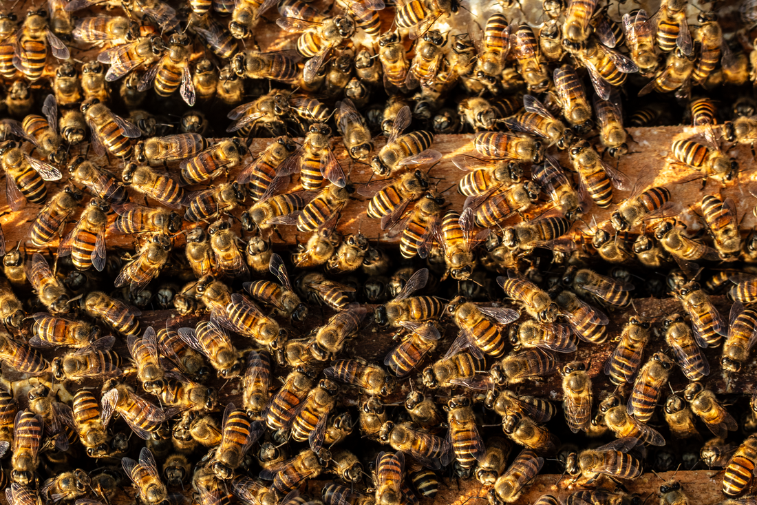 Honey Bee vs. Yellow Jacket: How to Tell Them Apart