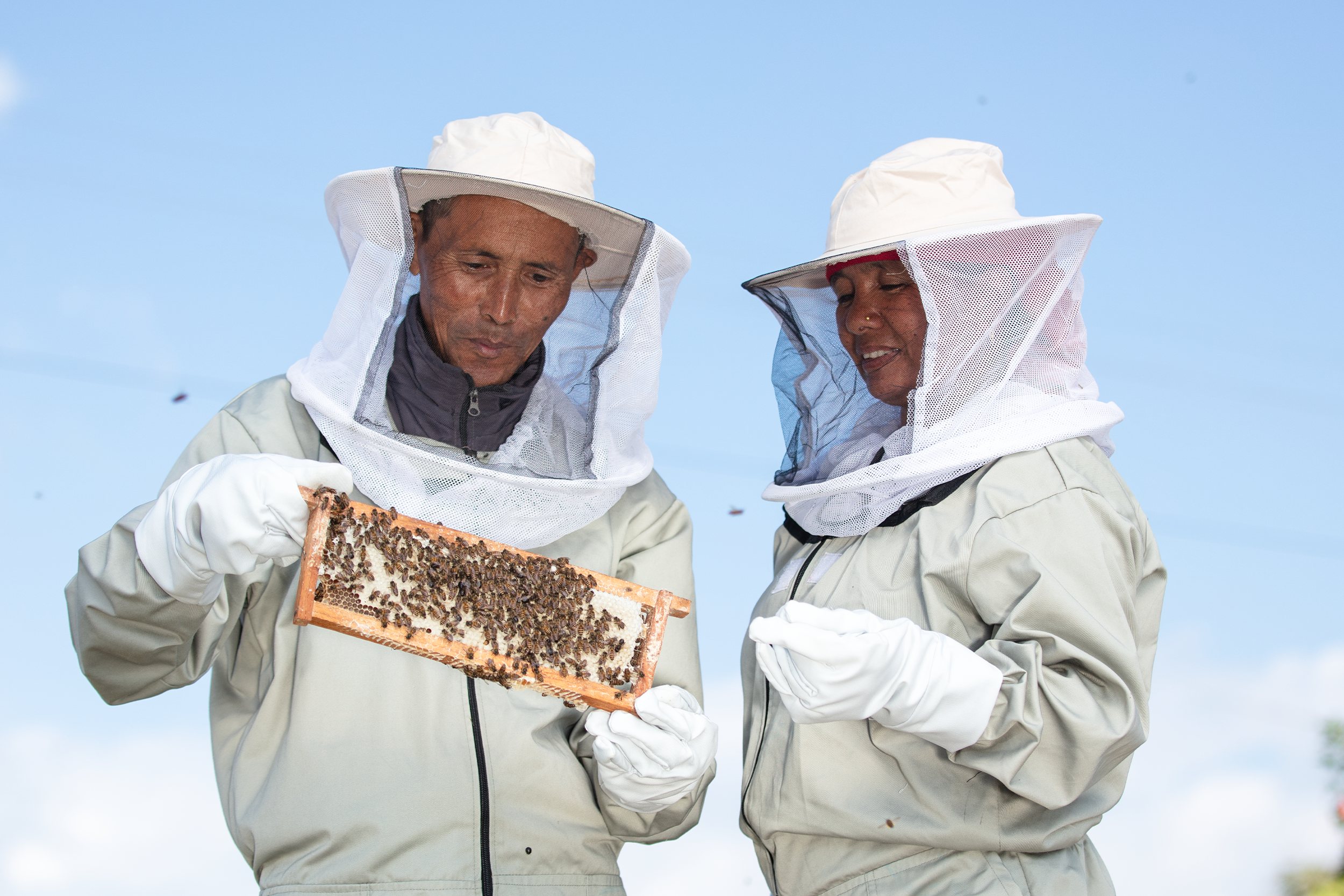 Honey Extraction: The Full Process From Comb to Bottle, Explained