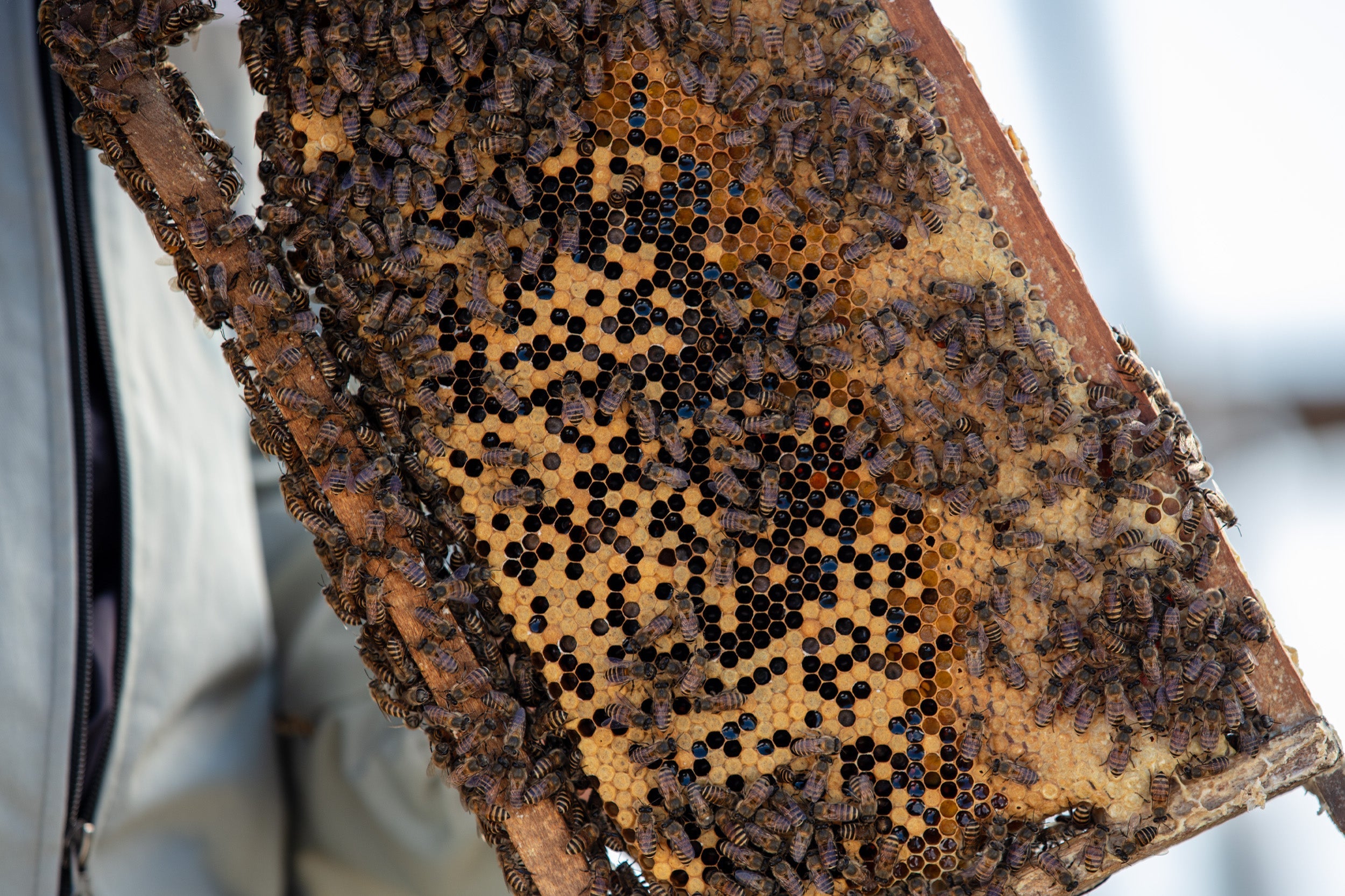 How bees make honey: The enzyme chemistry