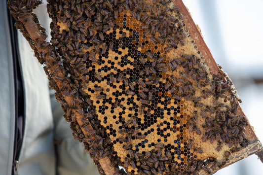 How bees make honey: The enzyme chemistry