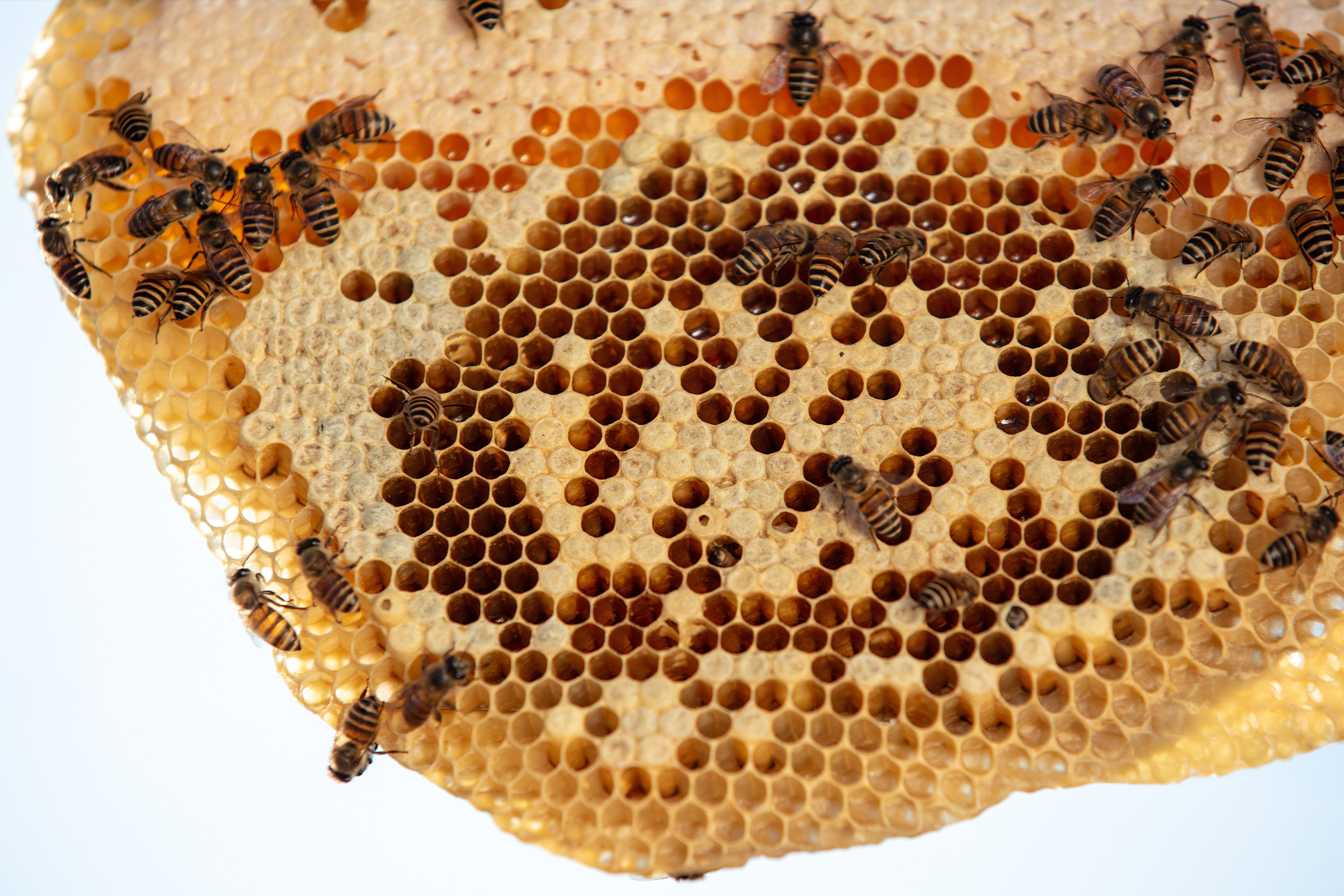 Inside a Bee Hive: Architecture and Hierarchy