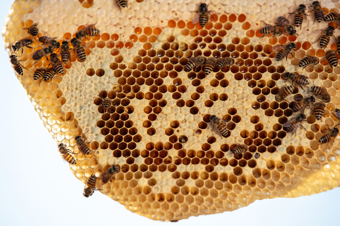 Inside a Bee Hive: Architecture and Hierarchy