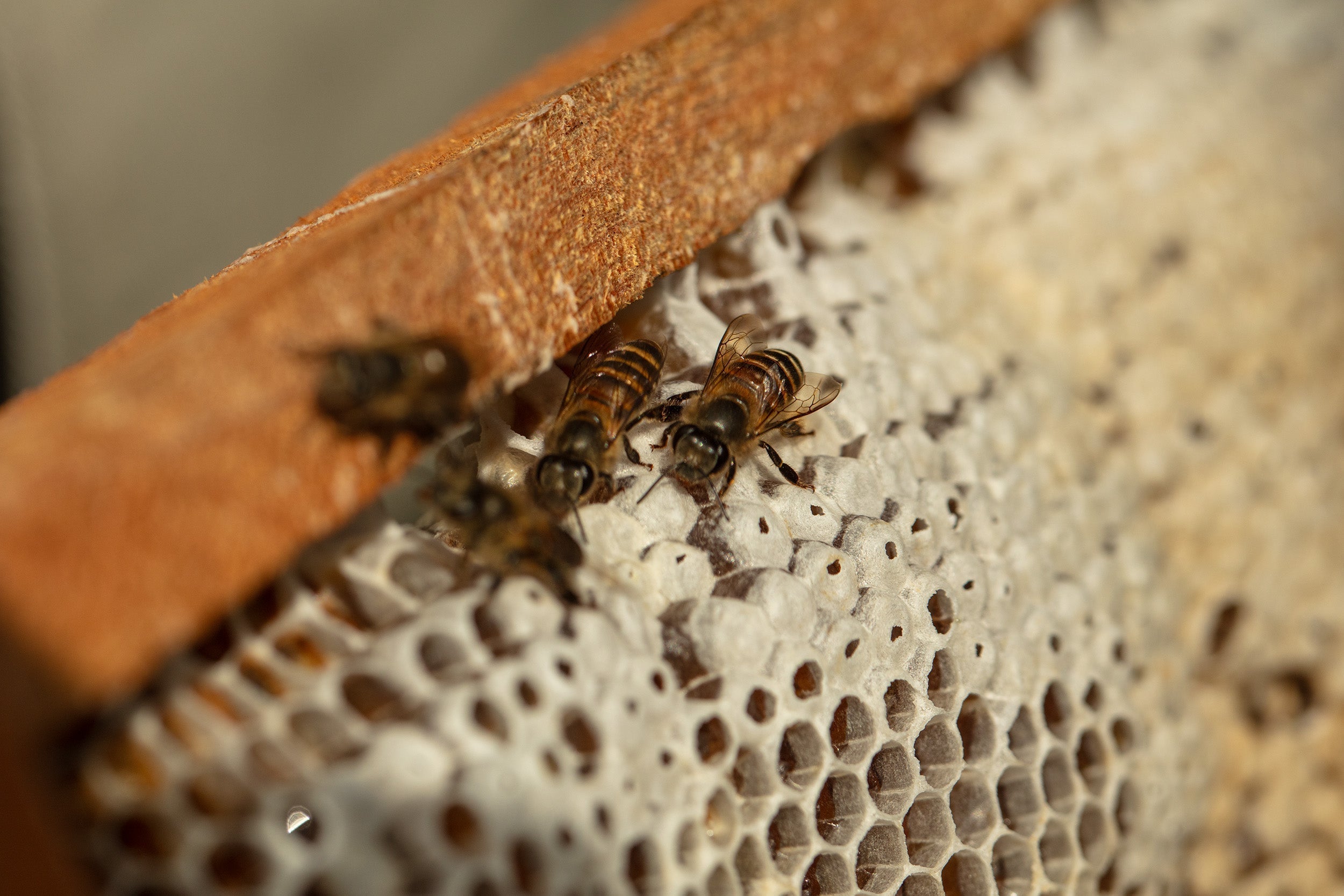 Inside a honey bee hive: wild cliff nests vs. commercial Langstroth hives