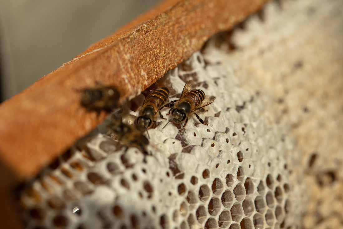 Inside a honey bee hive: wild cliff nests vs. commercial Langstroth hives