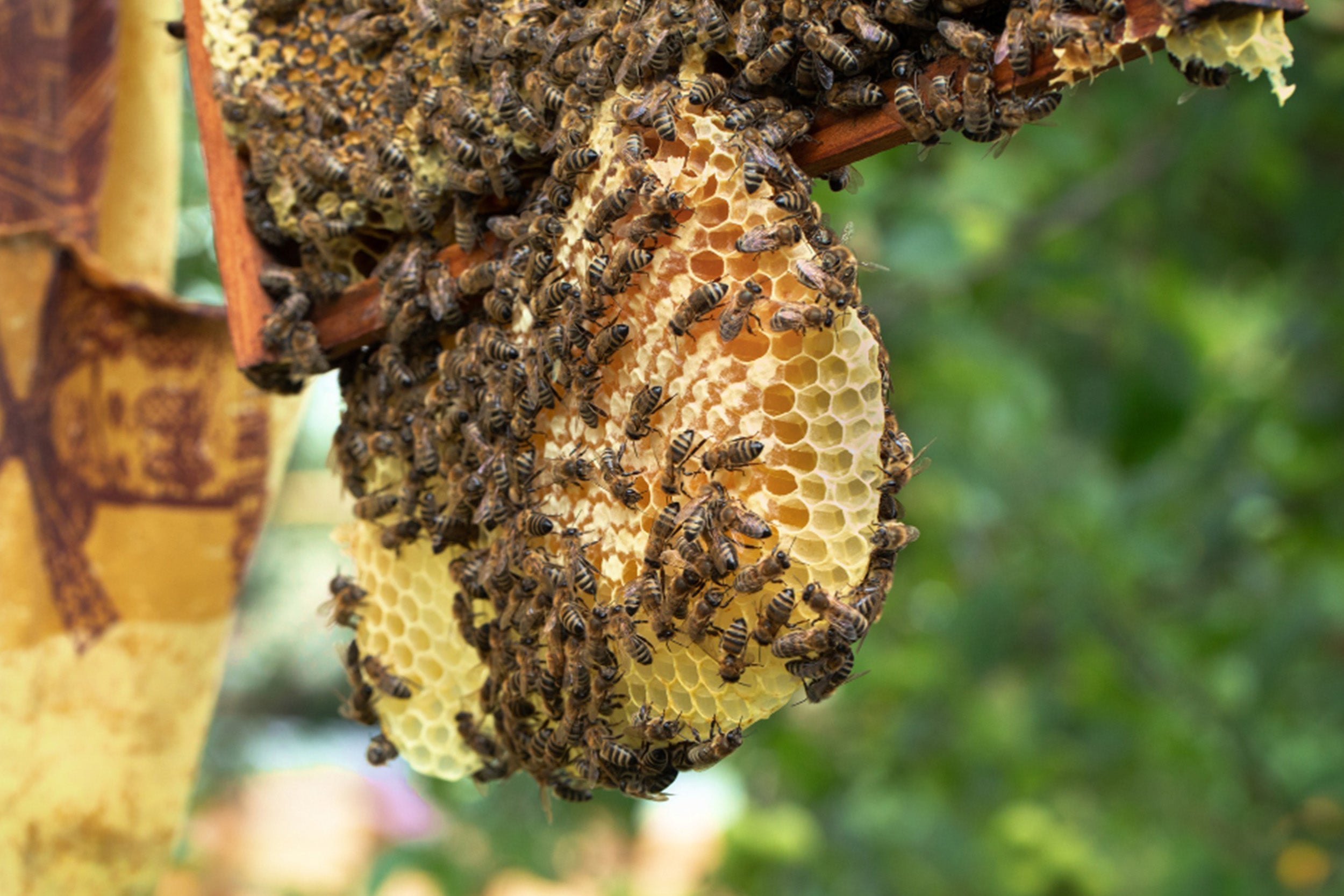 Is Mad Honey Legal? What US Consumers Must Know