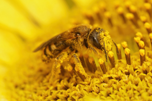 Mountain Bee Pollen: Nepal's High-Altitude Advantage