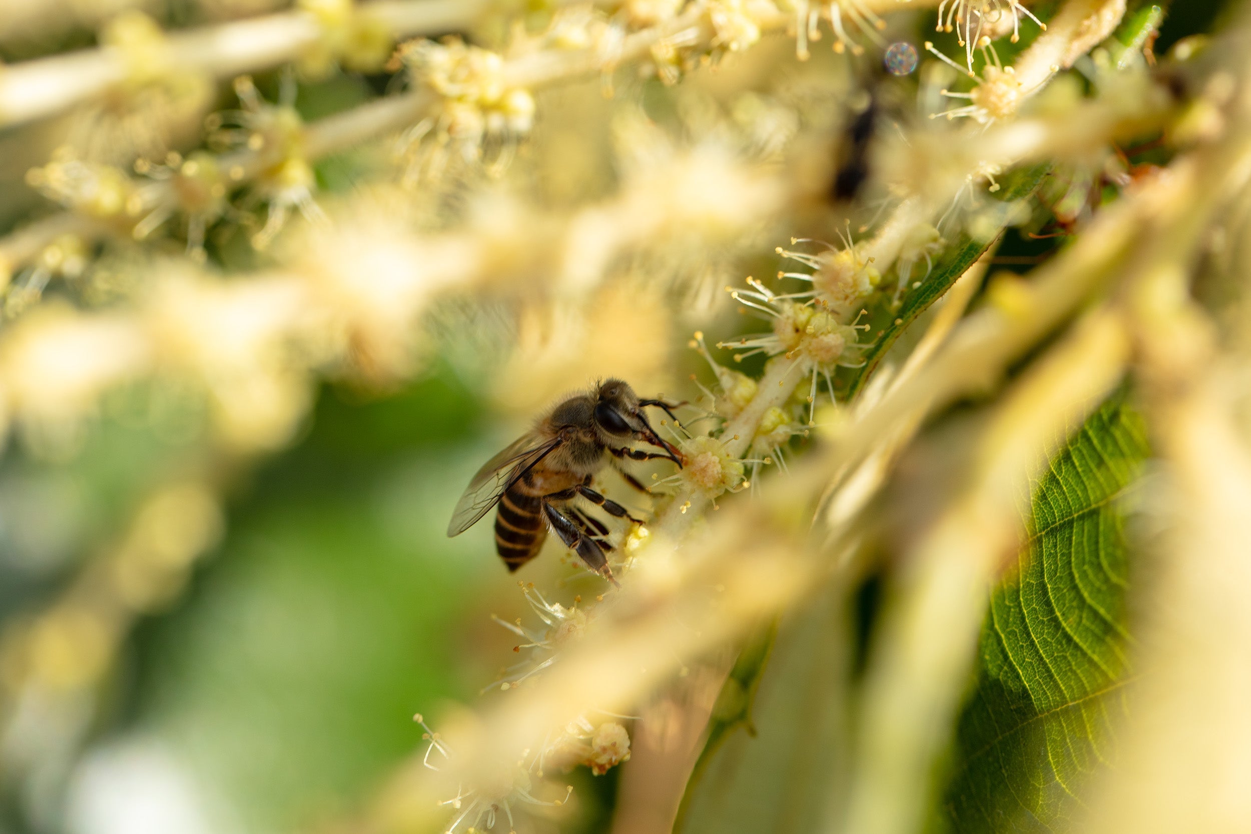 Stingless Bee Honey: A Rare Cousin of Honey