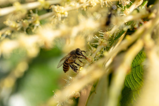 Stingless Bee Honey: A Rare Cousin of Honey