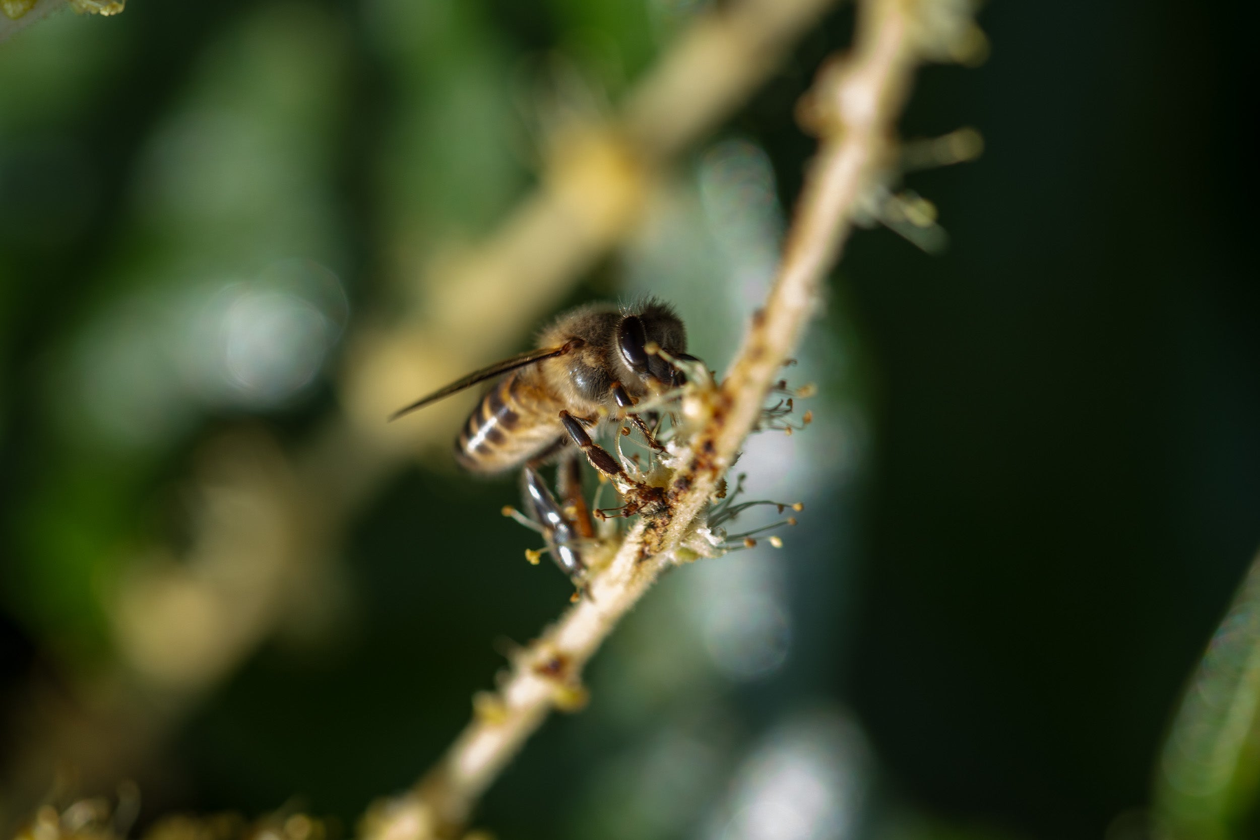 The Western Honey Bee's Global Journey Across Continents