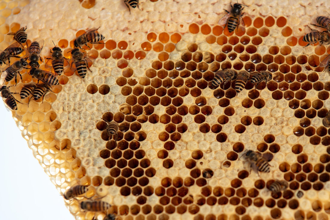 Traditional Beekeeping Practices That Shape Nepal's Premium Honey Jars