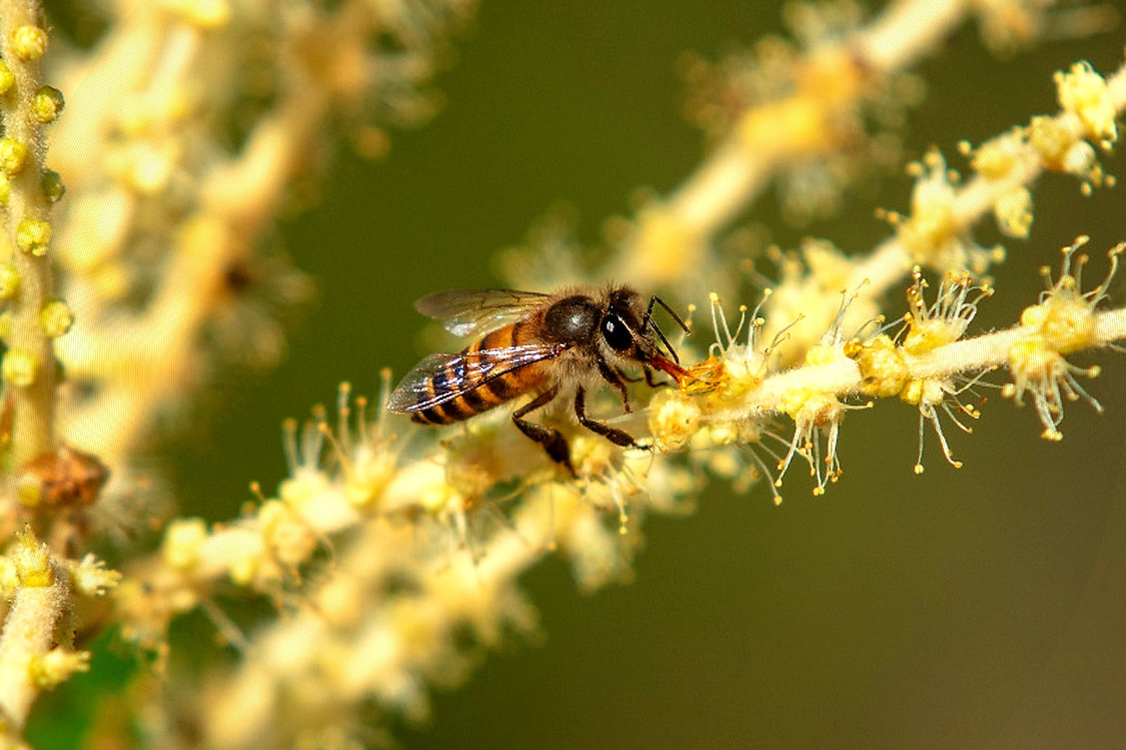 How Is Chestnut Honey Made? Purity and Process