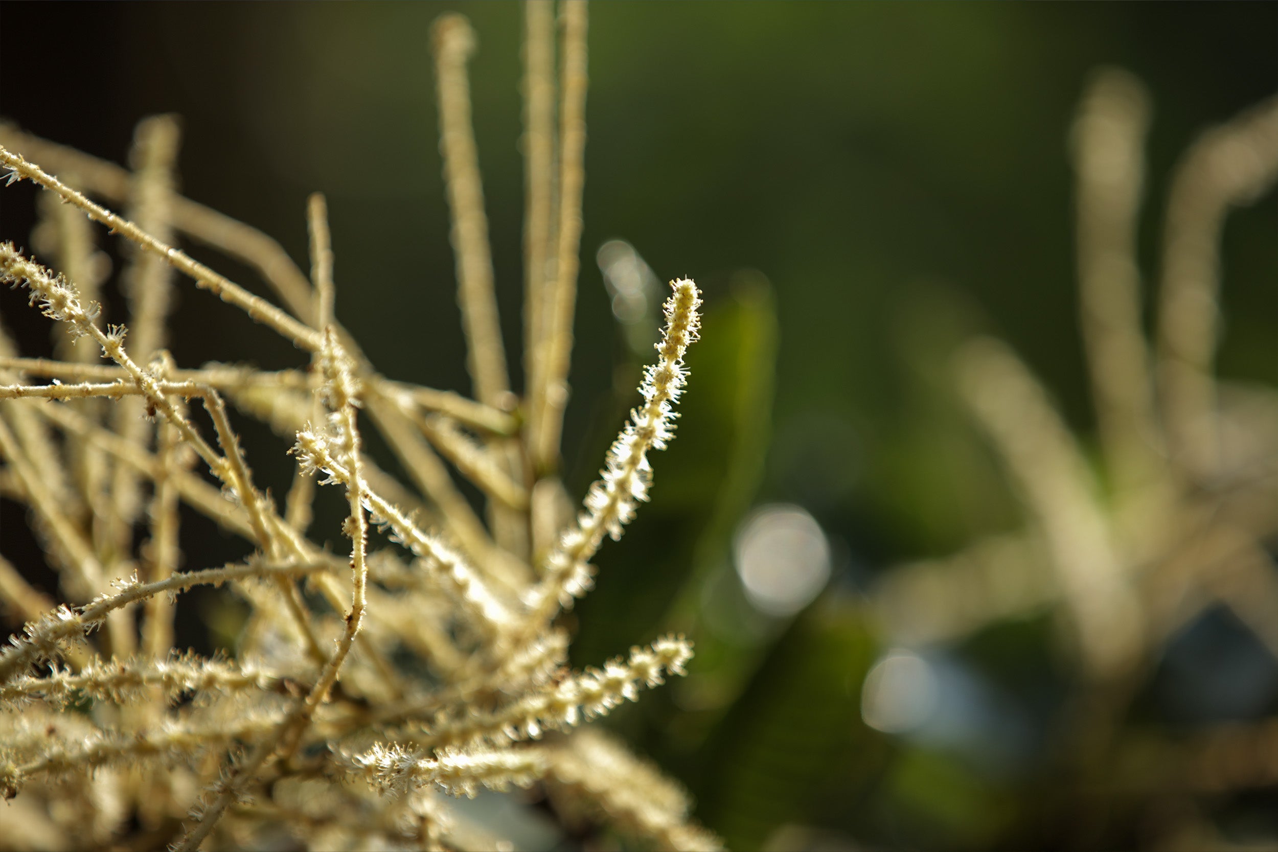 Himalayan Wild Honey: Purity And Wild Harvest
