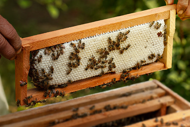 The Fleeting Harvest